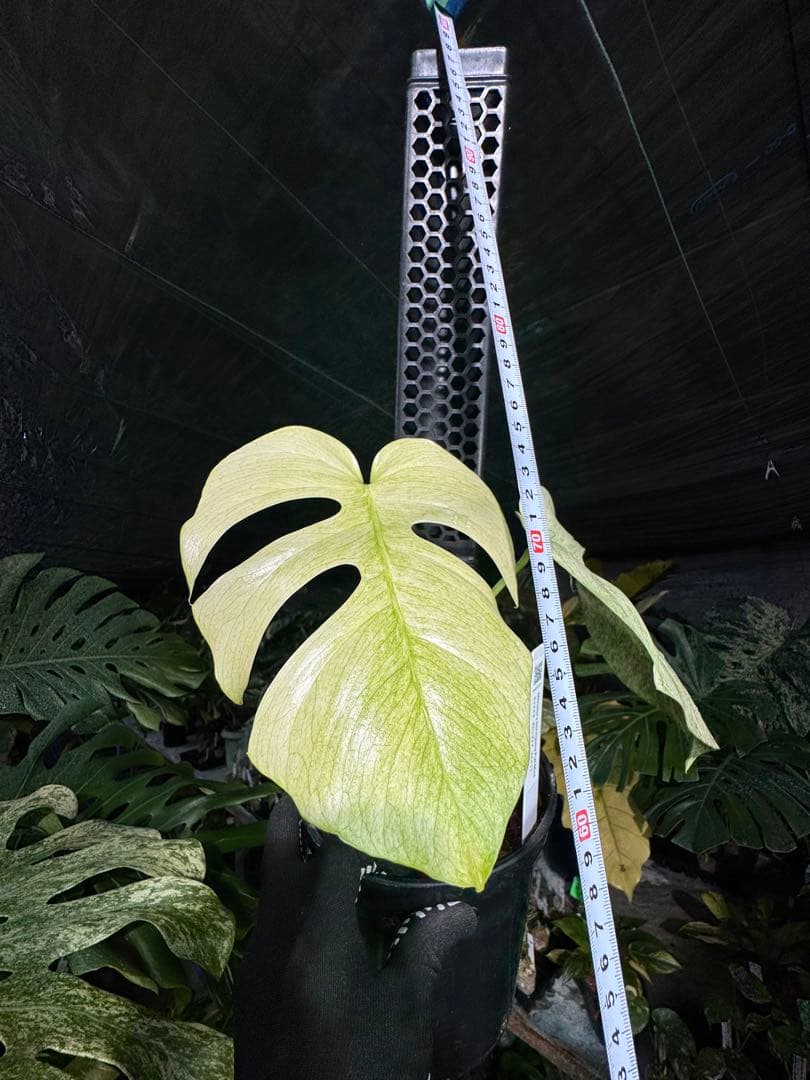 モンステラ　ボルギシアナ　絶美斑入りフルミント株