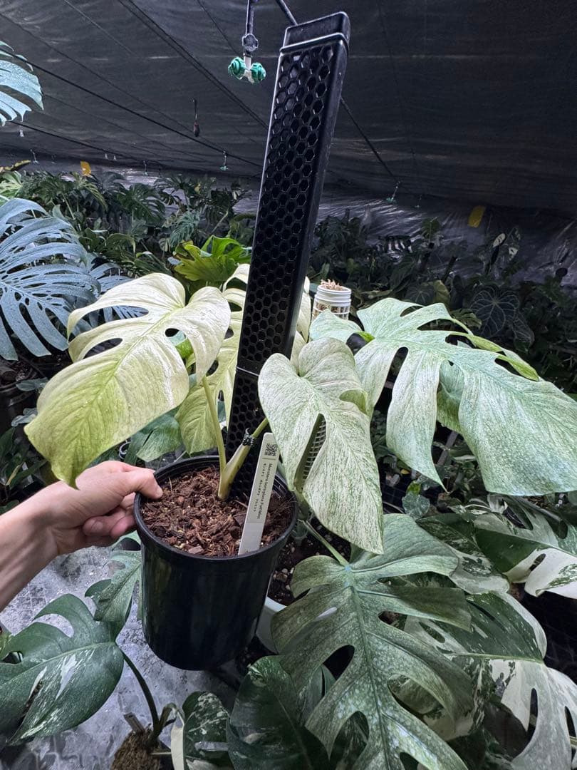 モンステラ　ボルギシアナ　絶美斑入りフルミント株