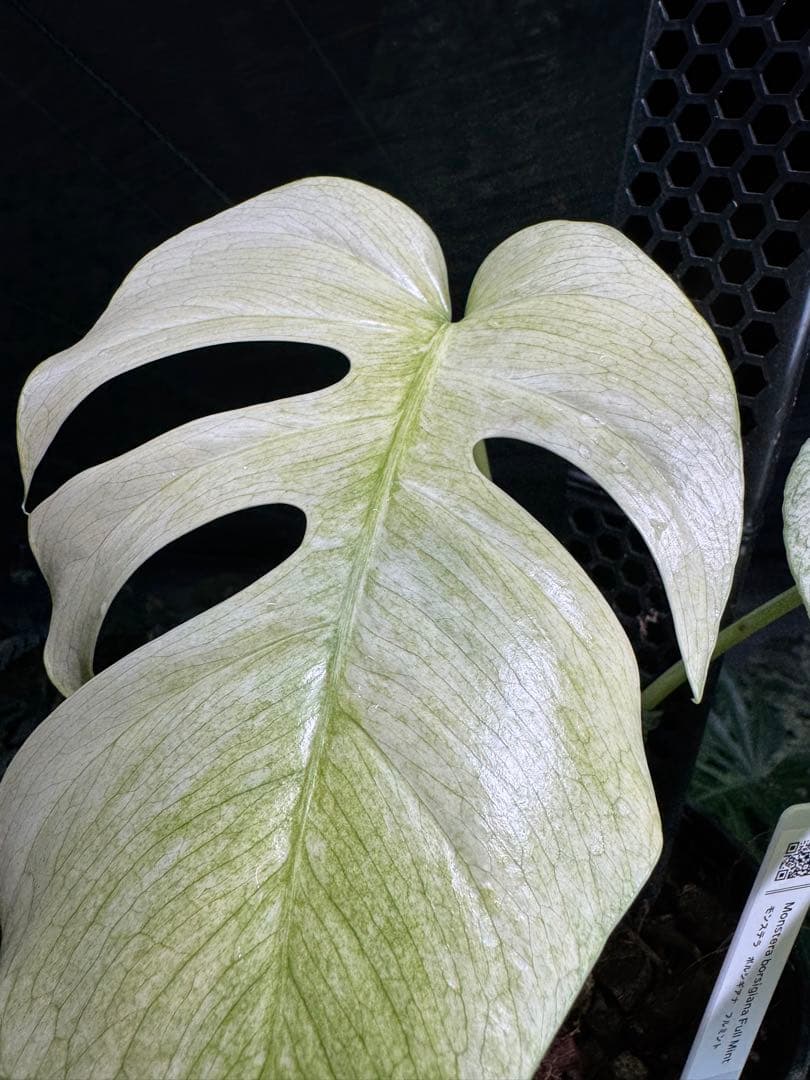 モンステラ　ボルギシアナ　絶美斑入りフルミント株