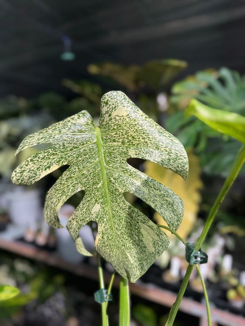 ラ*ん様 モンステラ　タイコンステレーション　スターライト転倒により葉折れあり｜