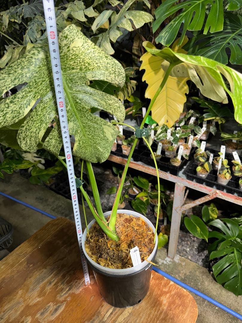 ラ*ん様 モンステラ　タイコンステレーション　スターライト転倒により葉折れあり｜