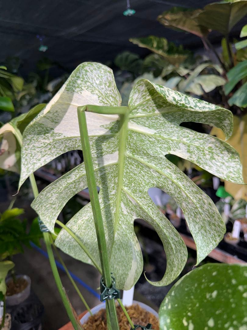 ラ*ん様 モンステラ　タイコンステレーション　スターライト転倒により葉折れあり｜