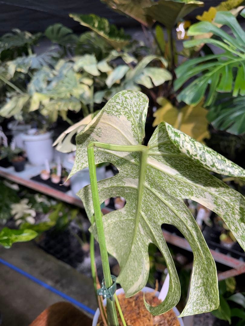 ラ*ん様 モンステラ　タイコンステレーション　スターライト転倒により葉折れあり｜