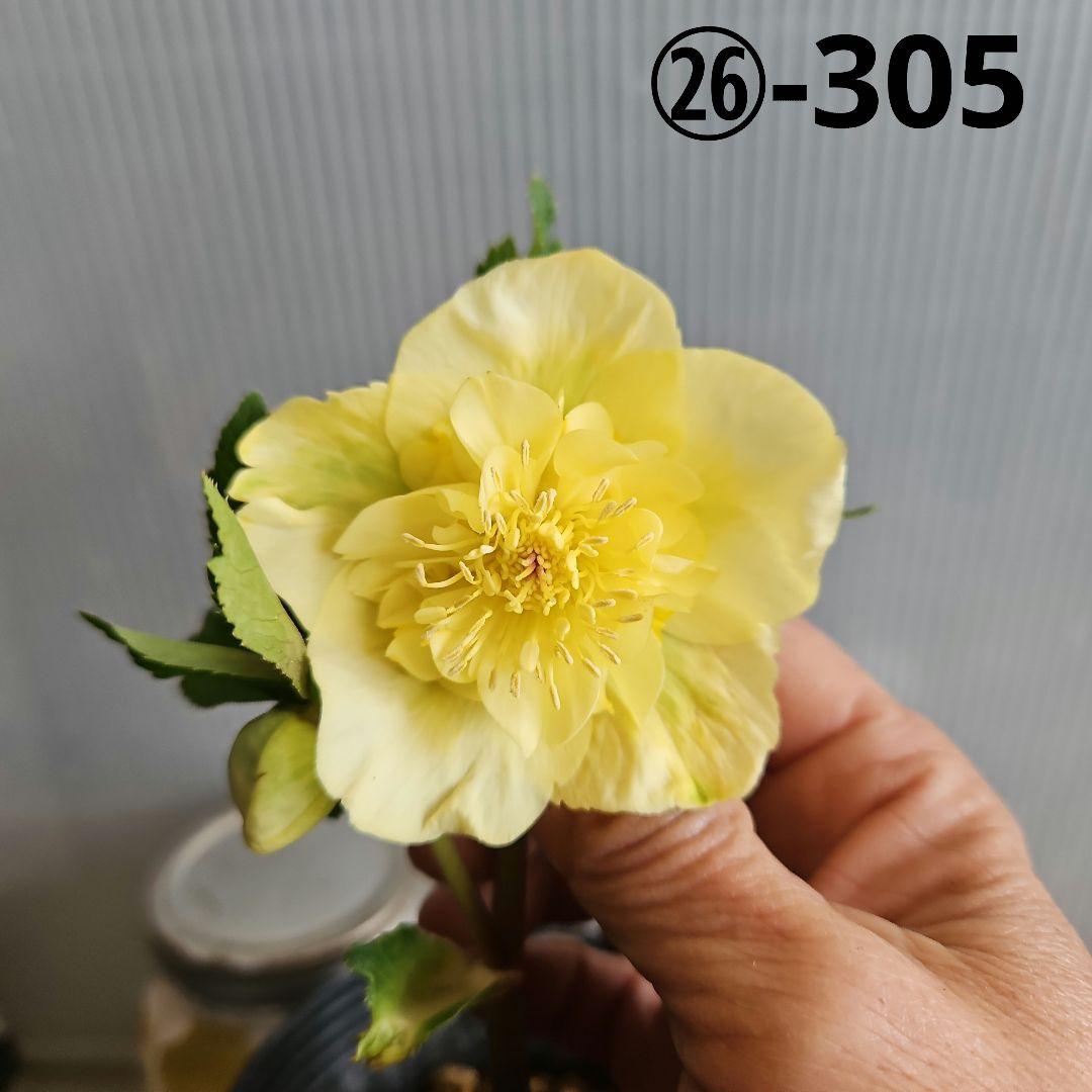 謙信様ご購入苗㉖-305㉖-317㉖-362㉖-364クリスマスローズ