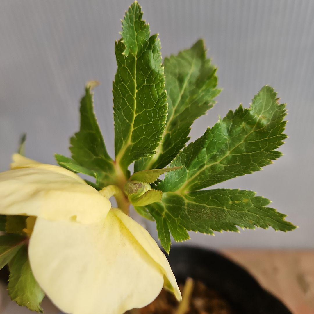 謙信様ご購入苗㉖-305㉖-317㉖-362㉖-364クリスマスローズ