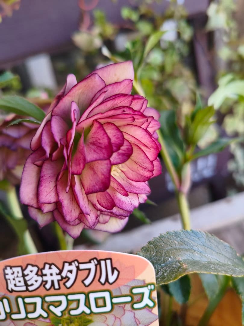 ピ*ピ様 超多弁八重咲きクリスマスローズがお買い得！アプリコット【6号】015