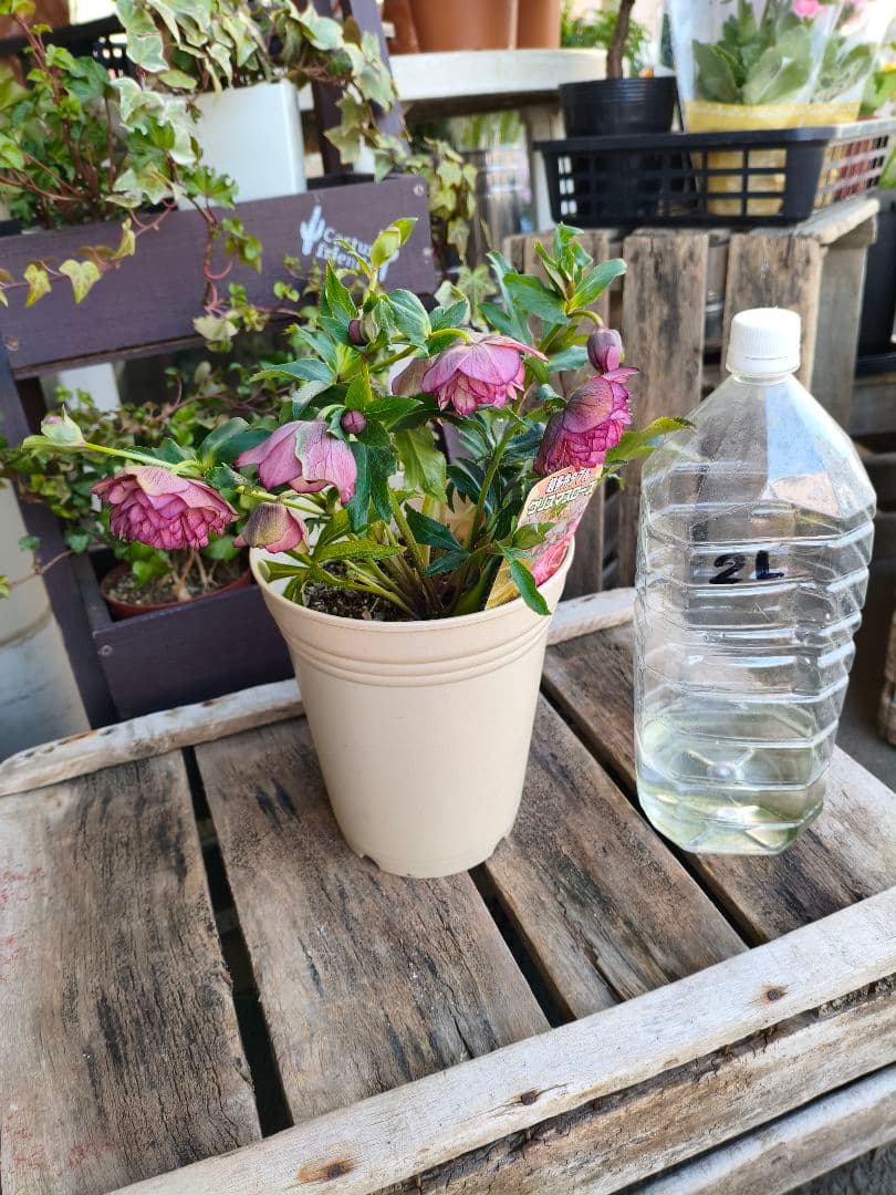 ピ*ピ様 超多弁八重咲きクリスマスローズがお買い得！アプリコット【6号】015