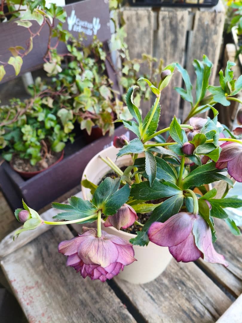 ピ*ピ様 超多弁八重咲きクリスマスローズがお買い得！アプリコット【6号】015