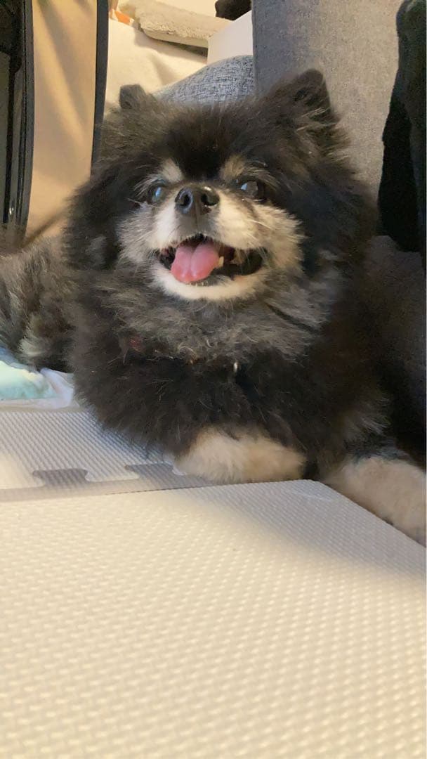 愛犬の手術費のために　腕時計CITIZEN xC レディース