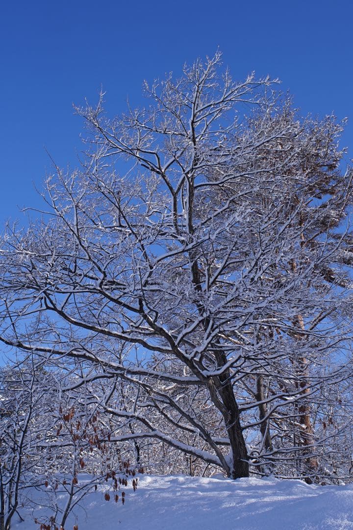 作例付き　Nikon Ai 28mm F2.8 管mpr NIKKOR