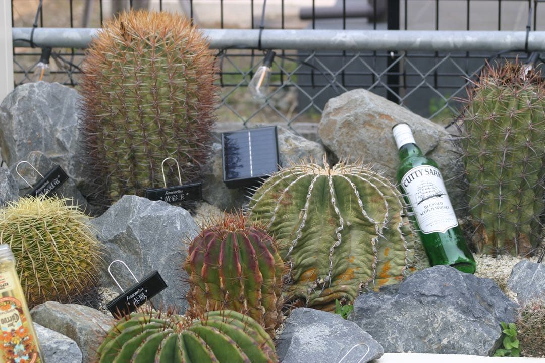 人気の望遠レンズ✨Canon EF75-300㎜ スポーツ イベント 運動会