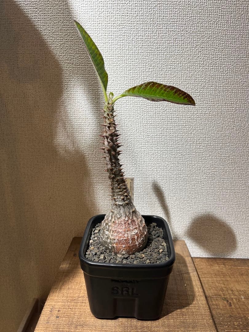 パキポディウム ウィンゾリー×SRL