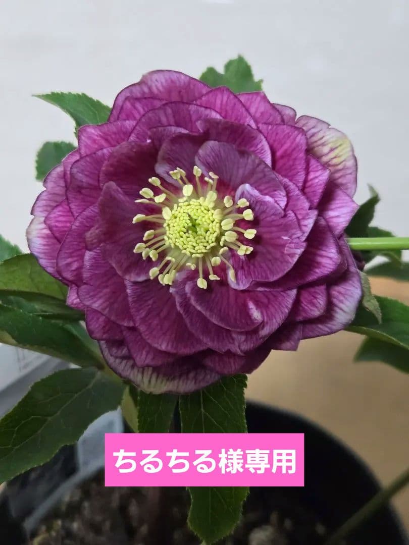 ☆広瀬園芸☆クリスマスローズ☆5号鉢☆