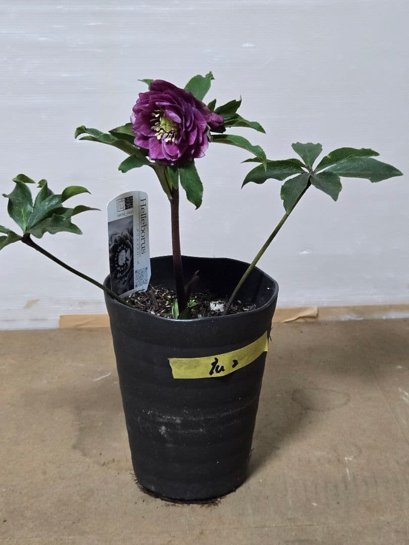 ☆広瀬園芸☆クリスマスローズ☆5号鉢☆