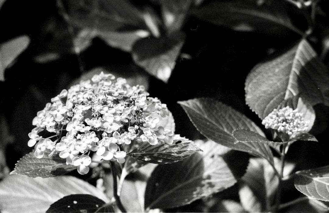 シャッター優先とプラグラムモードが選べてサクサク撮れる「Canon T70」