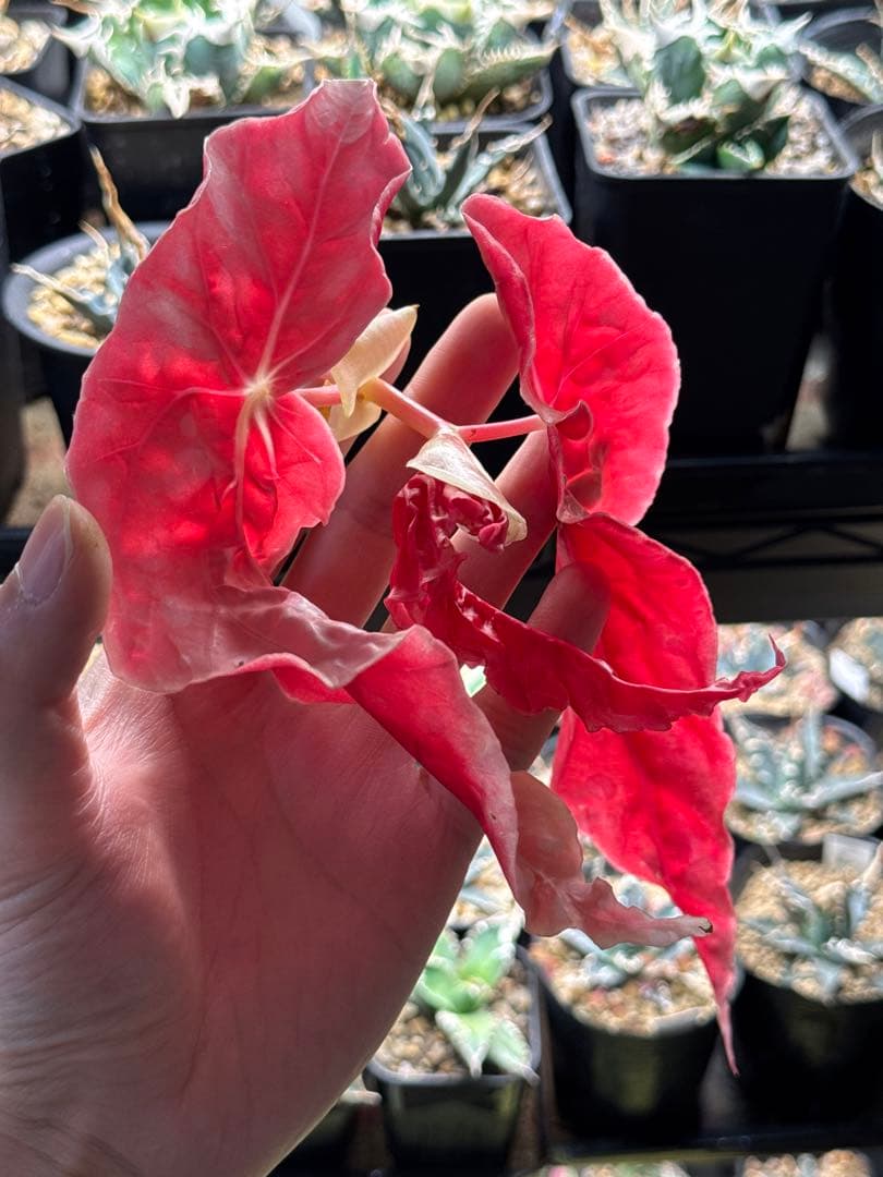 e*S様 ベゴニア マクラータ 斑入り発根管理中