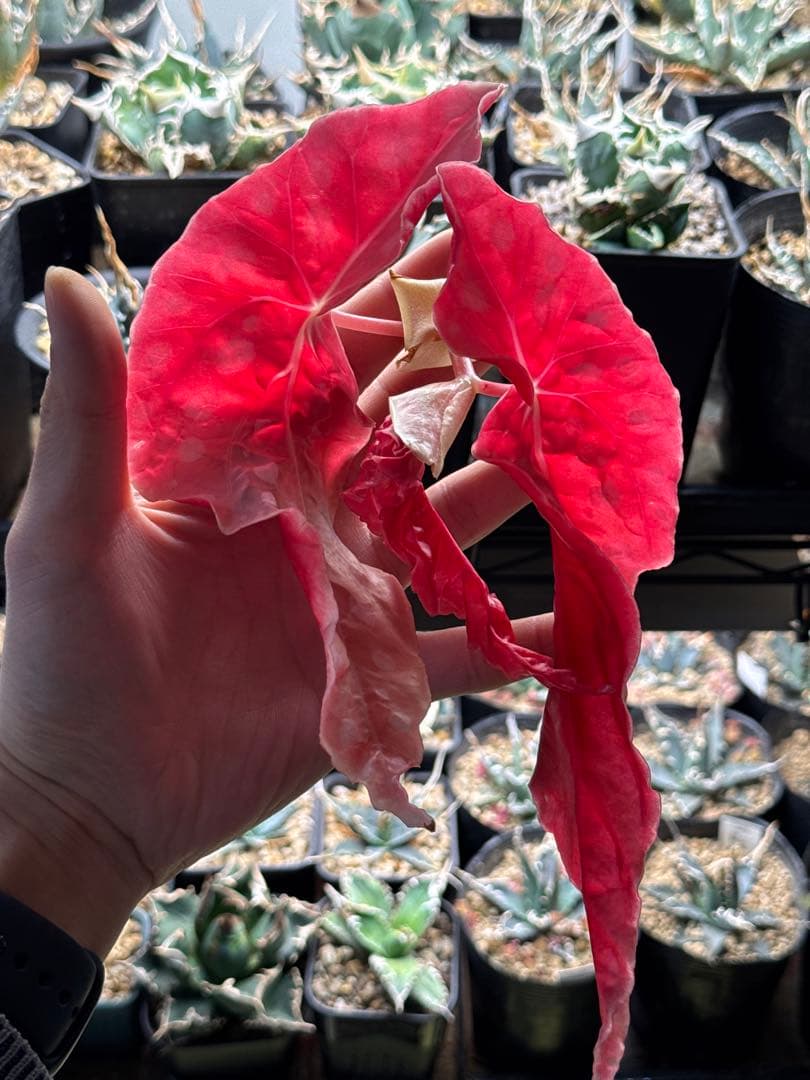 e*S様 ベゴニア マクラータ 斑入り発根管理中