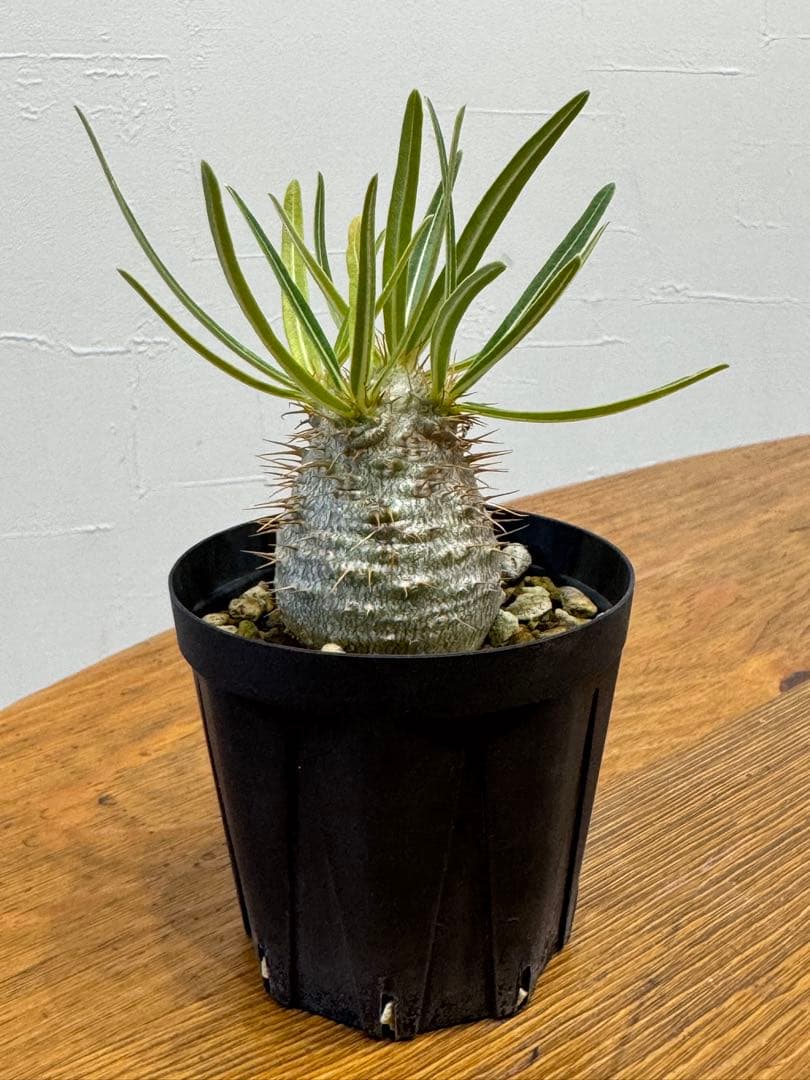 パキポディウム　グラキリス実生　有望株