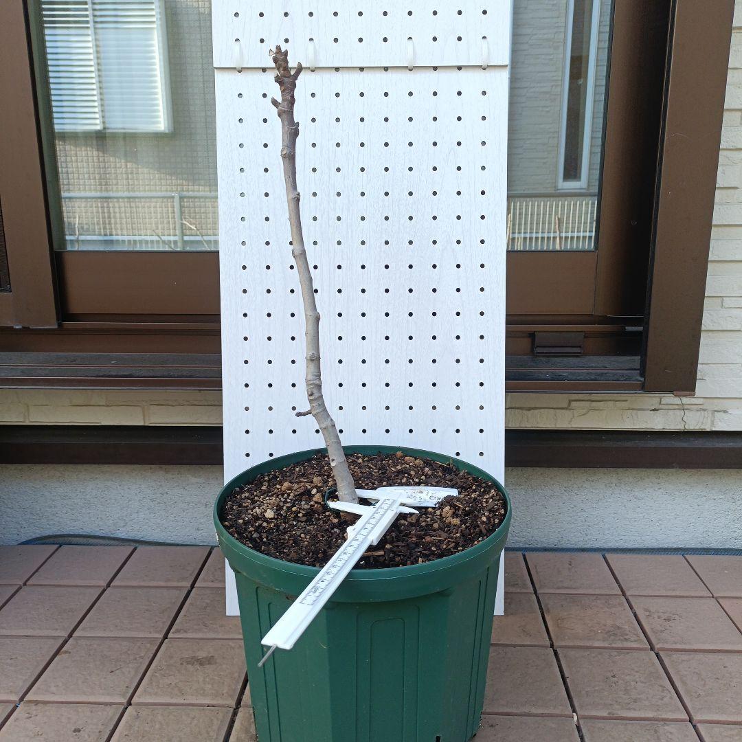 ねこぽん様 リクエスト 2点 まとめ商品