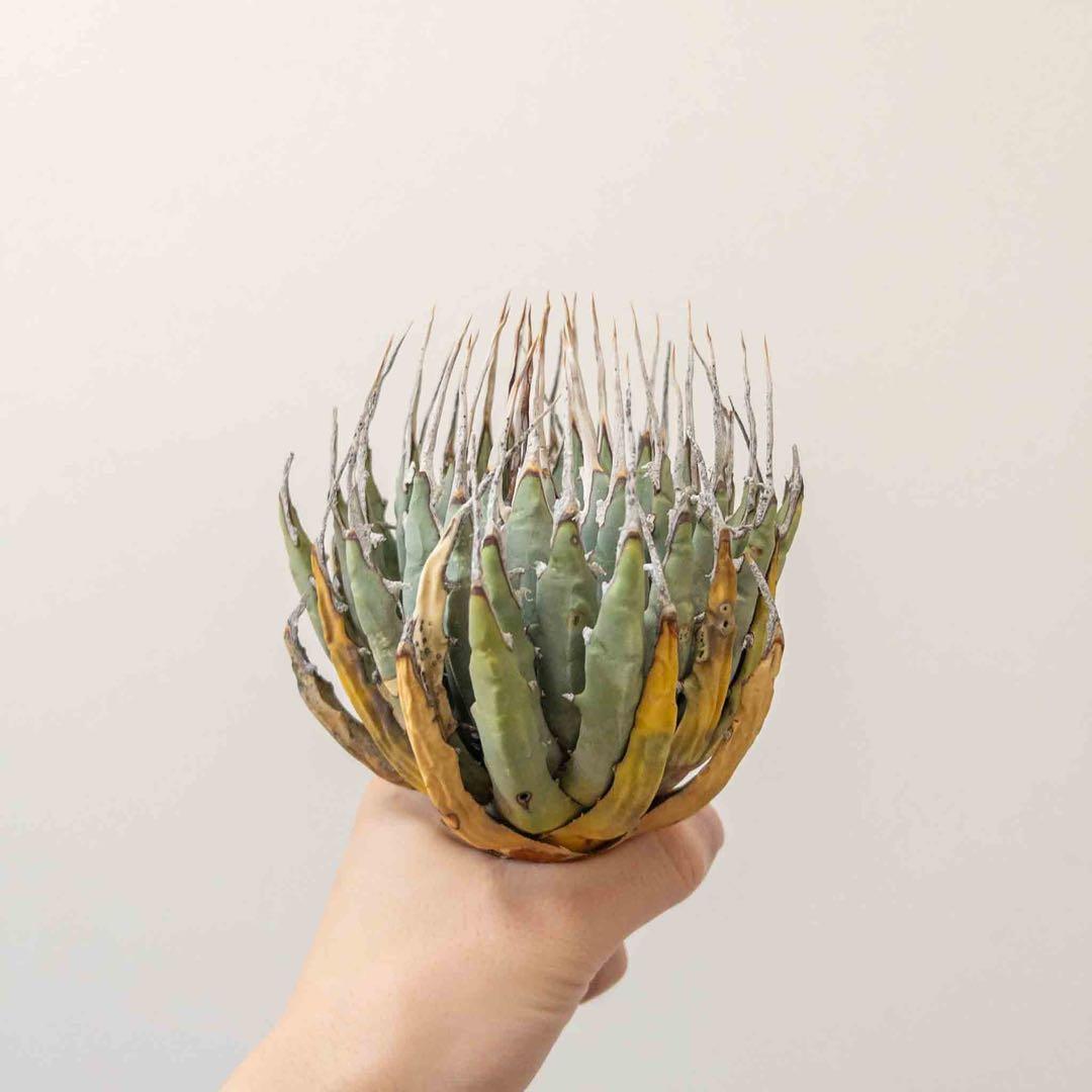 31 ユタエンシス エボリスピナ 現地株 ベアルート 陽炎 アガベ