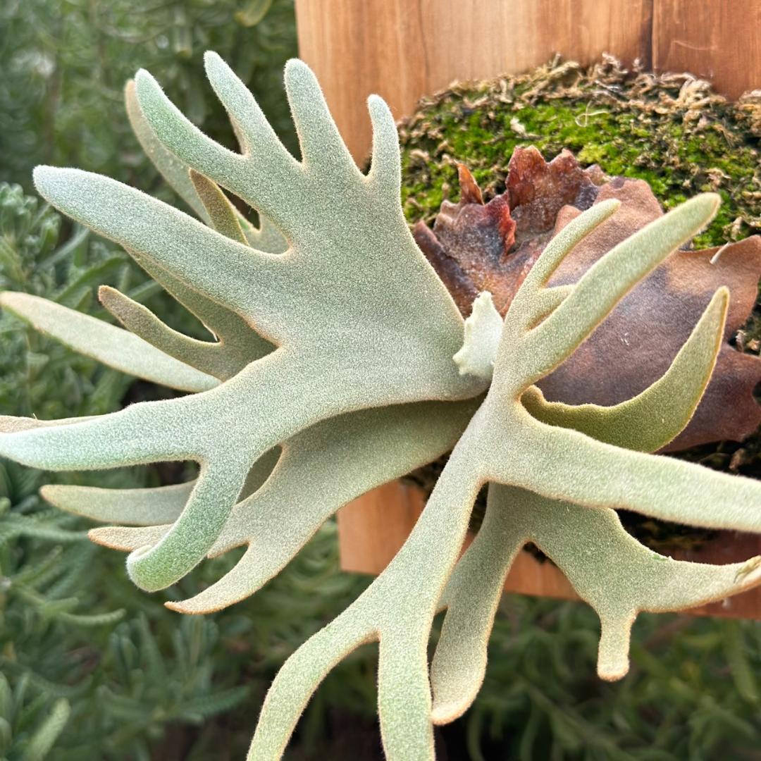 P.willinckii ’Jade Girl’ spore 003