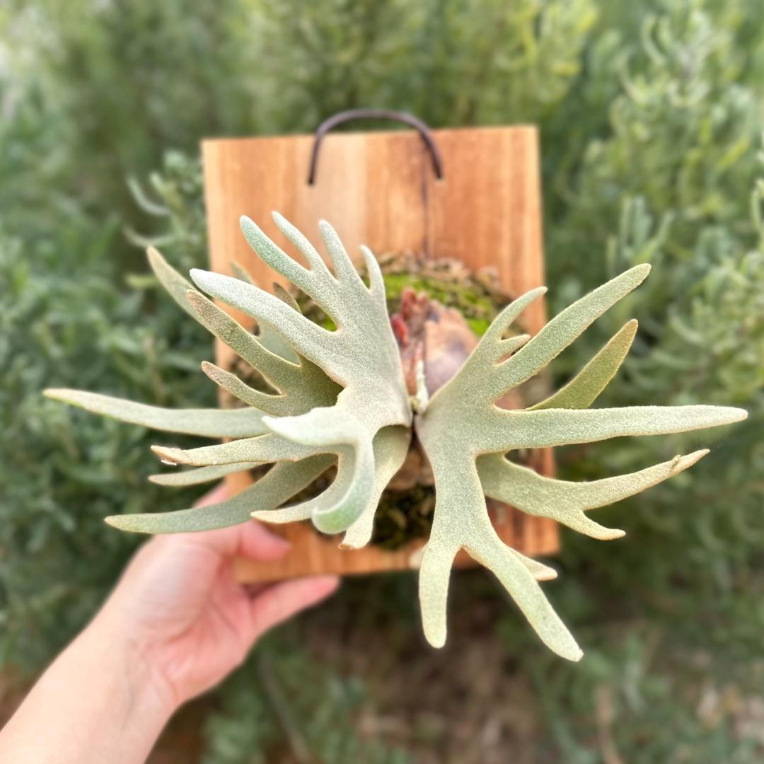 P.willinckii ’Jade Girl’ spore 003