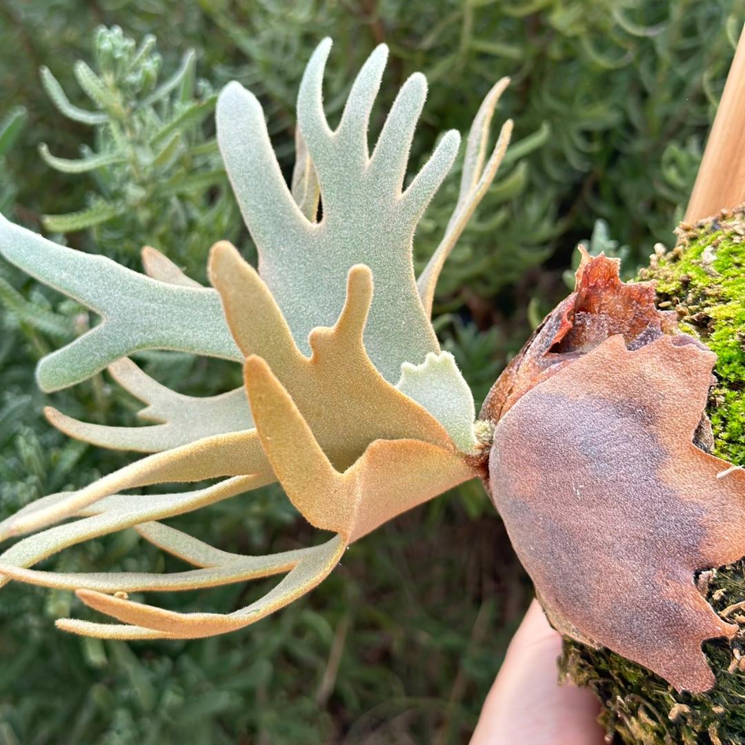 P.willinckii ’Jade Girl’ spore 003