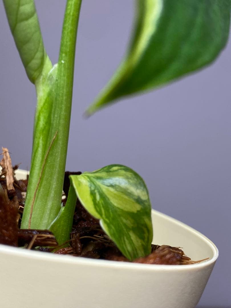 t*r様 【超希少‼️】モンステラ　エレクトロライト　斑入り　レア　人気　メルカ