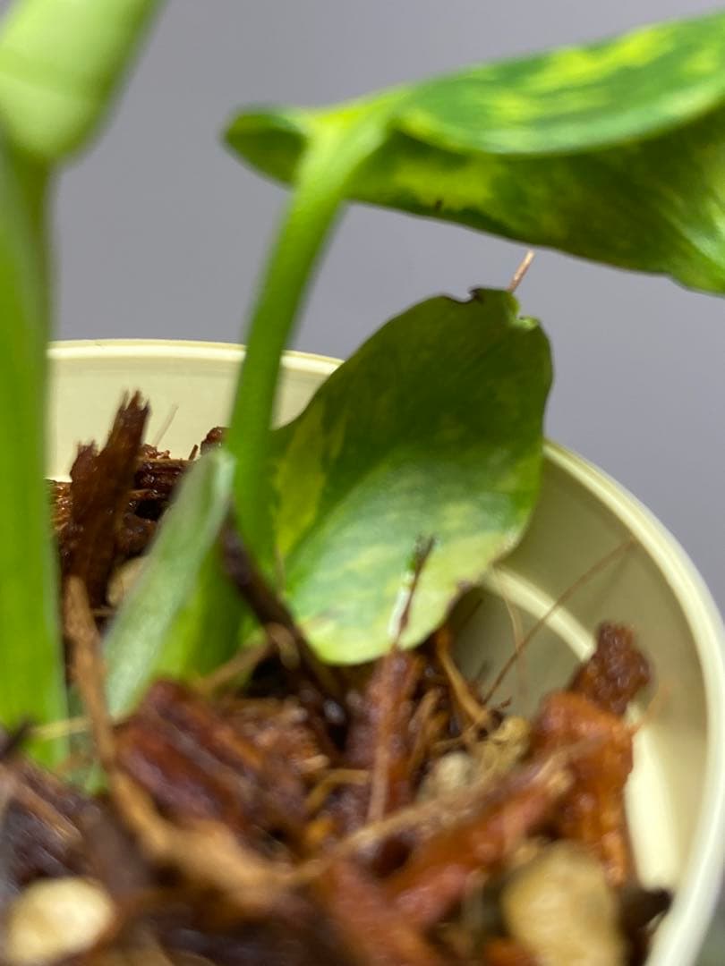 t*r様 【超希少‼️】モンステラ　エレクトロライト　斑入り　レア　人気　メルカ