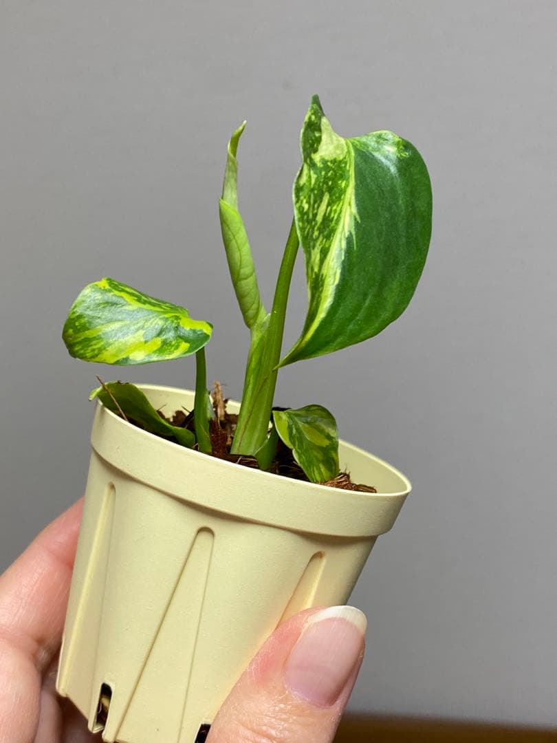 t*r様 【超希少‼️】モンステラ　エレクトロライト　斑入り　レア　人気　メルカ