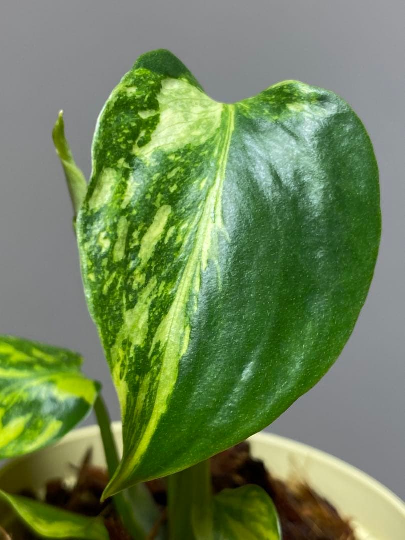 t*r様 【超希少‼️】モンステラ　エレクトロライト　斑入り　レア　人気　メルカ