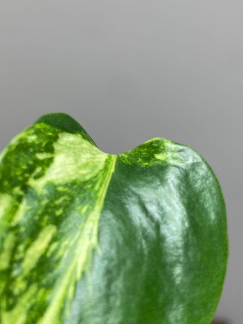 t*r様 【超希少‼️】モンステラ　エレクトロライト　斑入り　レア　人気　メルカ