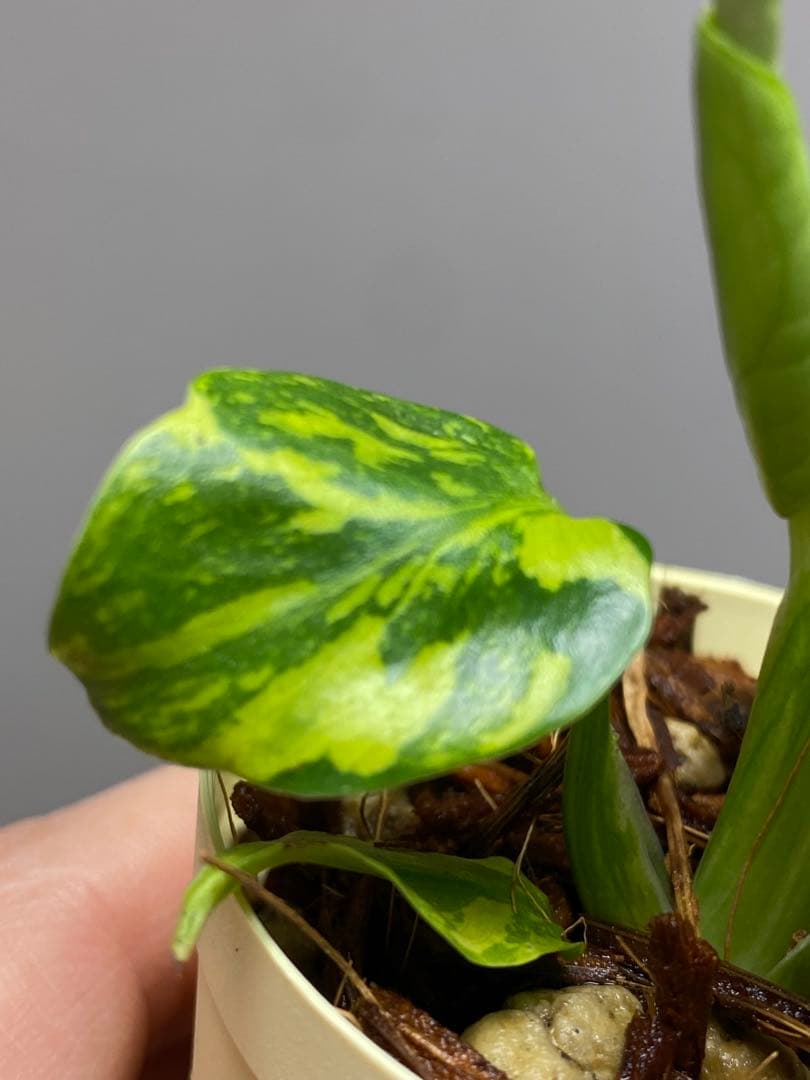 t*r様 【超希少‼️】モンステラ　エレクトロライト　斑入り　レア　人気　メルカ