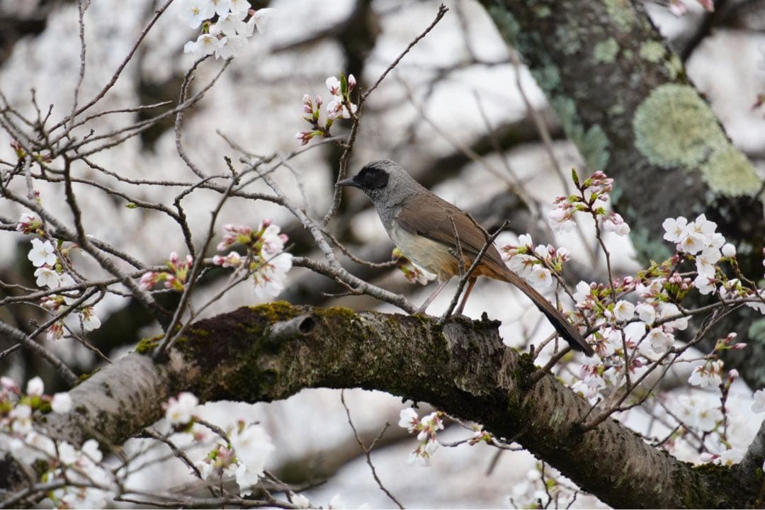 TAMRON 18-300mm F3.5-6.3 Sony α Eマウント