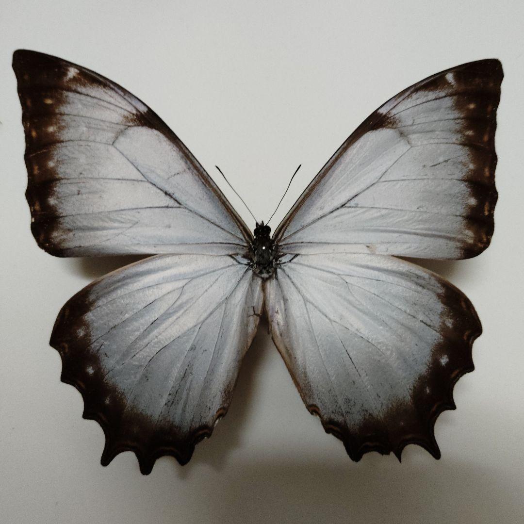 リクエスト品　専用　白色のテセウスモルフォ