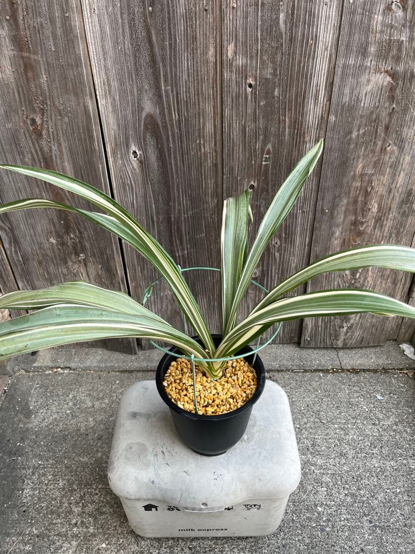 万年青銘品『鶴裳』成木　寒蘭　春蘭　東洋蘭　万年青