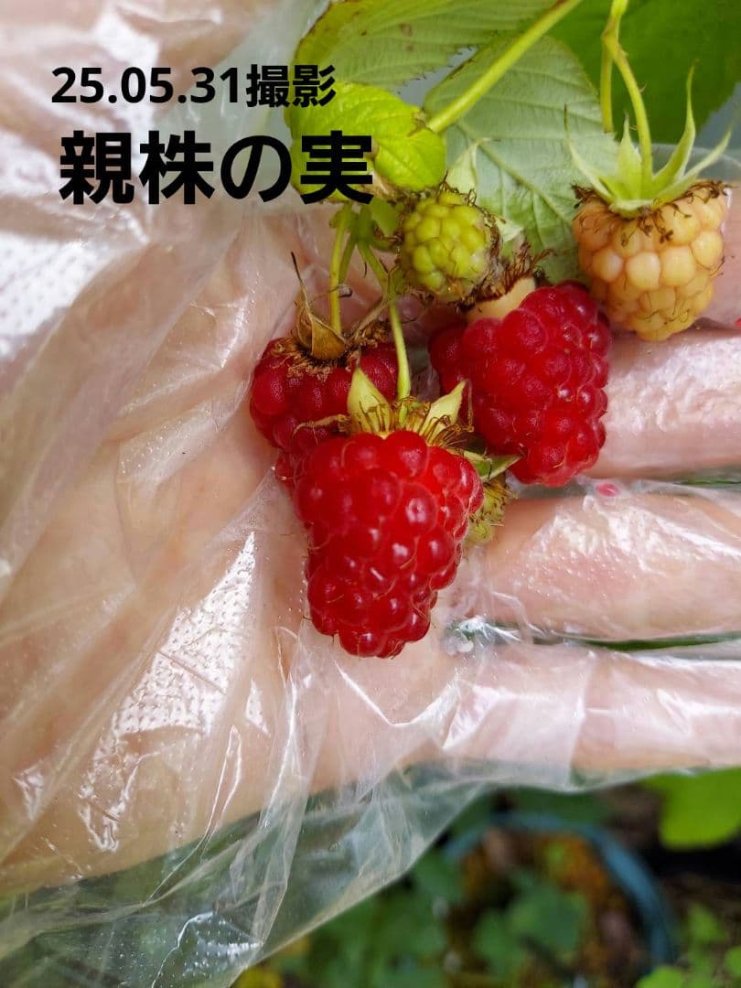 トゥラミーン　ラズベリー苗（26.01.25撮影）