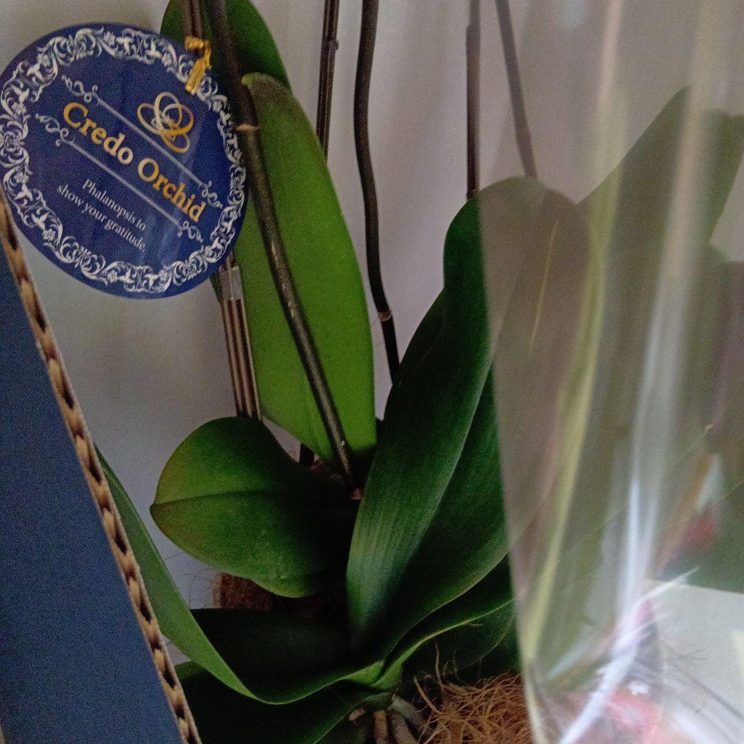 大輪胡蝶蘭３本立8寸鉢新品