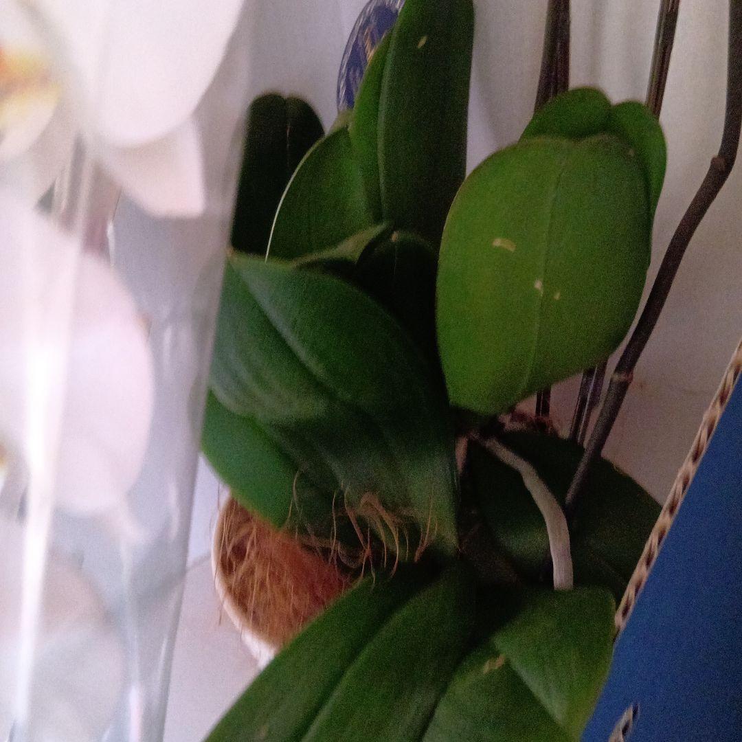 大輪胡蝶蘭３本立8寸鉢新品