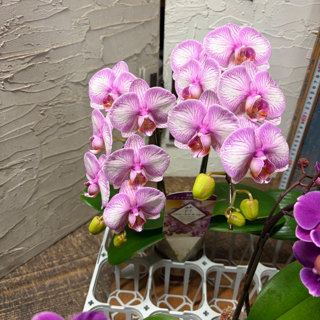 【特選】　胡蝶蘭　ファレノプシス　2種5ポット