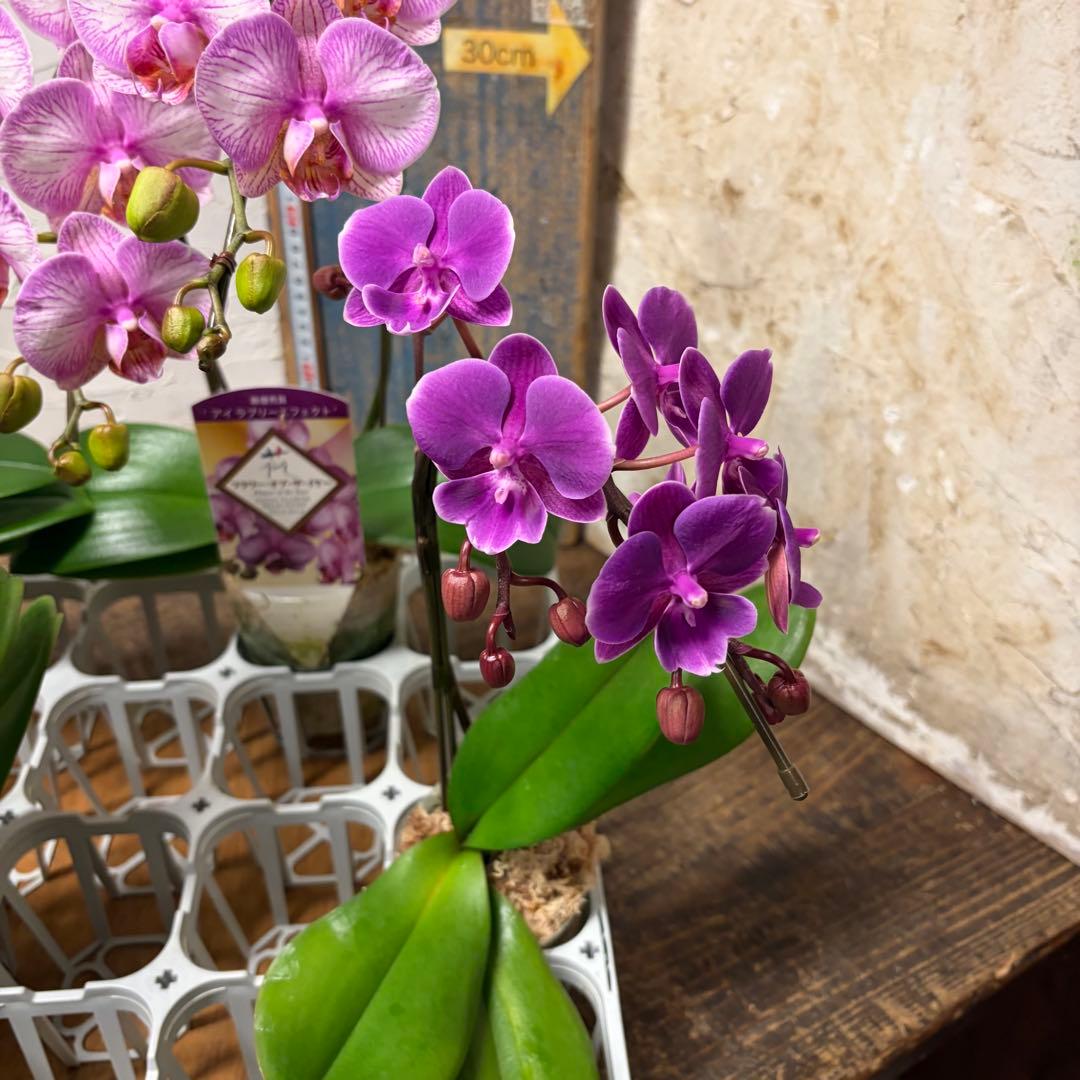 【特選】　胡蝶蘭　ファレノプシス　2種5ポット