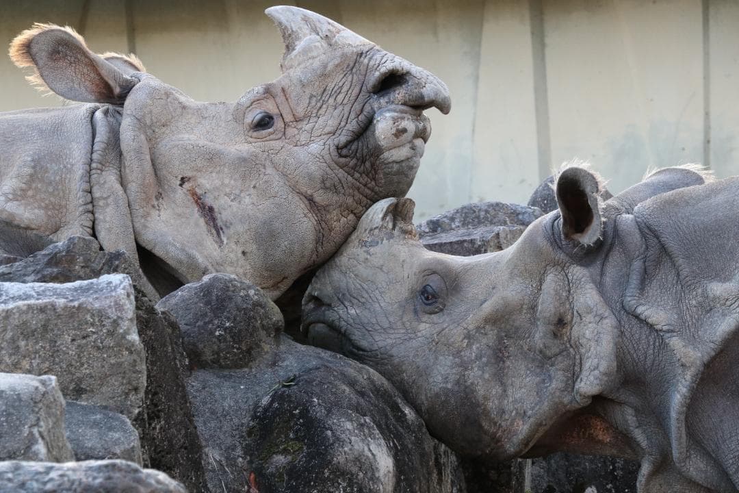 【美品】Canon EOS80Dレンズセット【撮影枚数1,543枚】