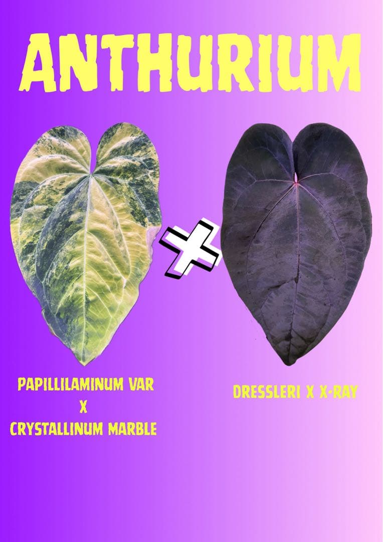 希少 アンスリウム 斑入りハイブリッド