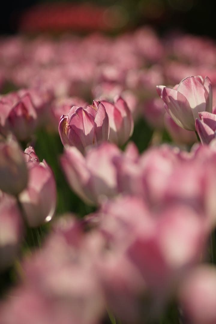 作例付き　日本光学　NIKON AUTO 135mm F2.8 管mpr