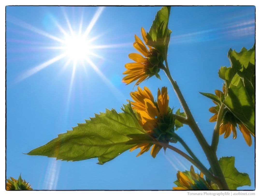 美品 OLYMPUS DIGITAL 17mm F1.8+PRF-D48 PRO