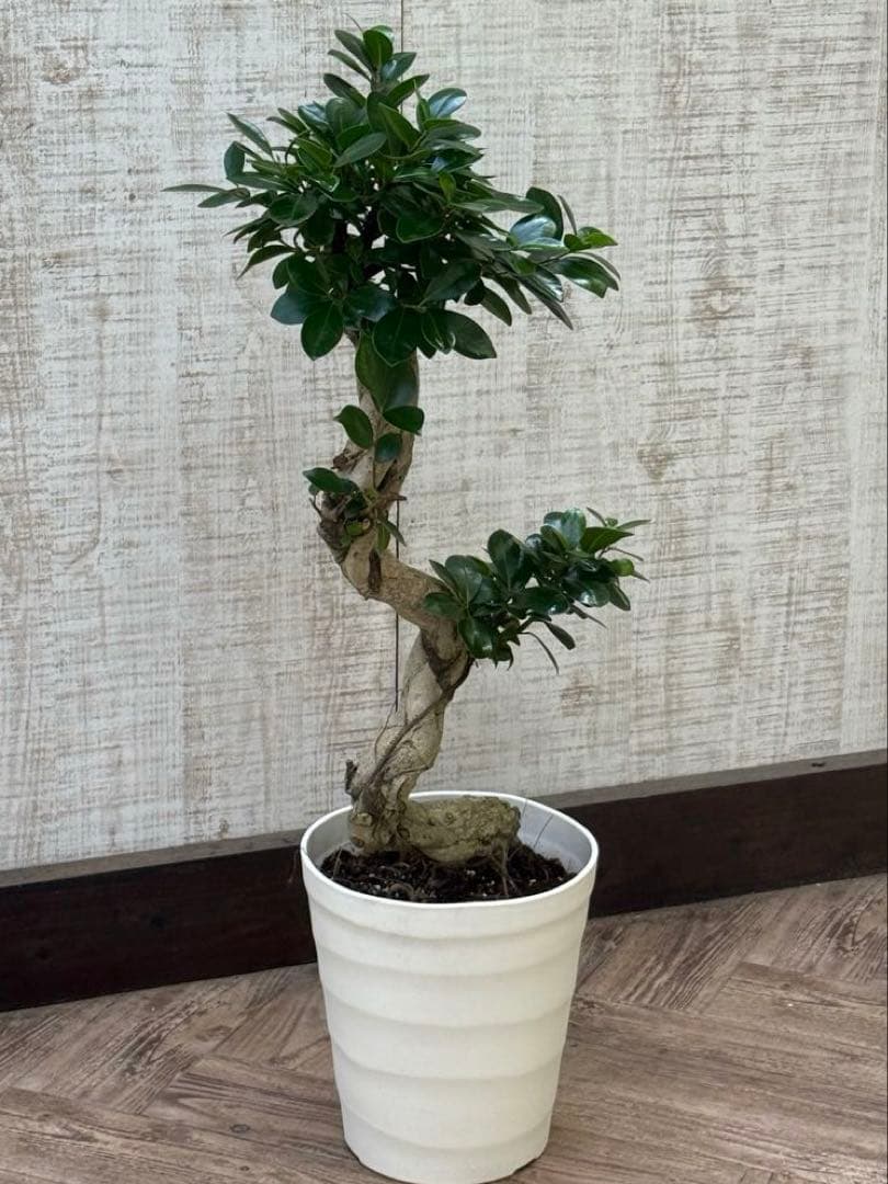 ☆ ガジュマル♪ 沖縄産原木◦太幹ねじり 80cm ⑦号♪