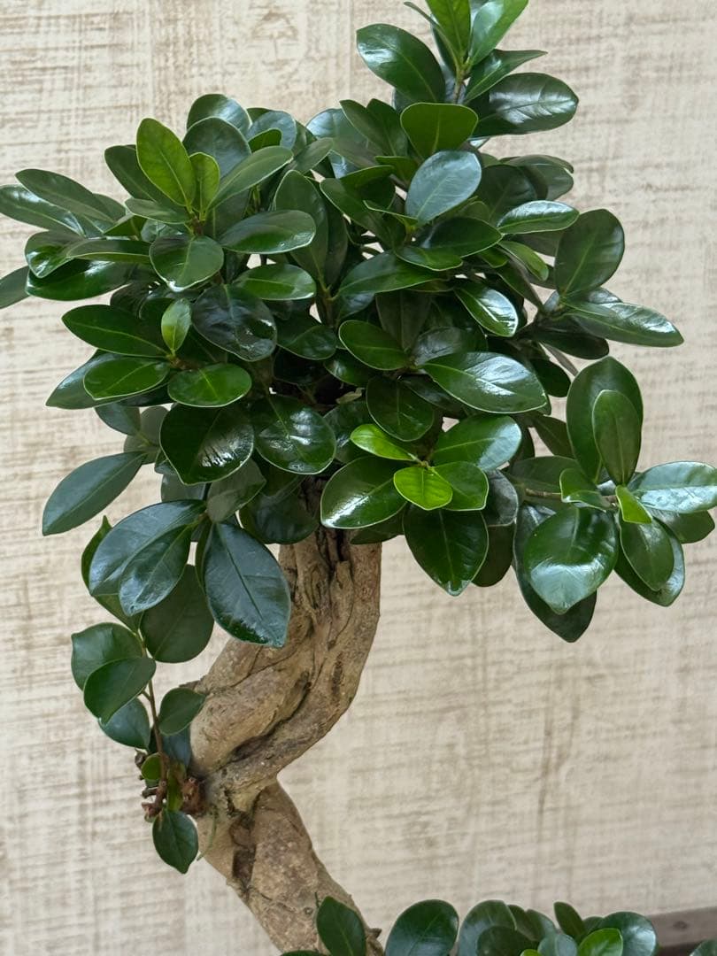 ☆ ガジュマル♪ 沖縄産原木◦太幹ねじり 80cm ⑦号♪