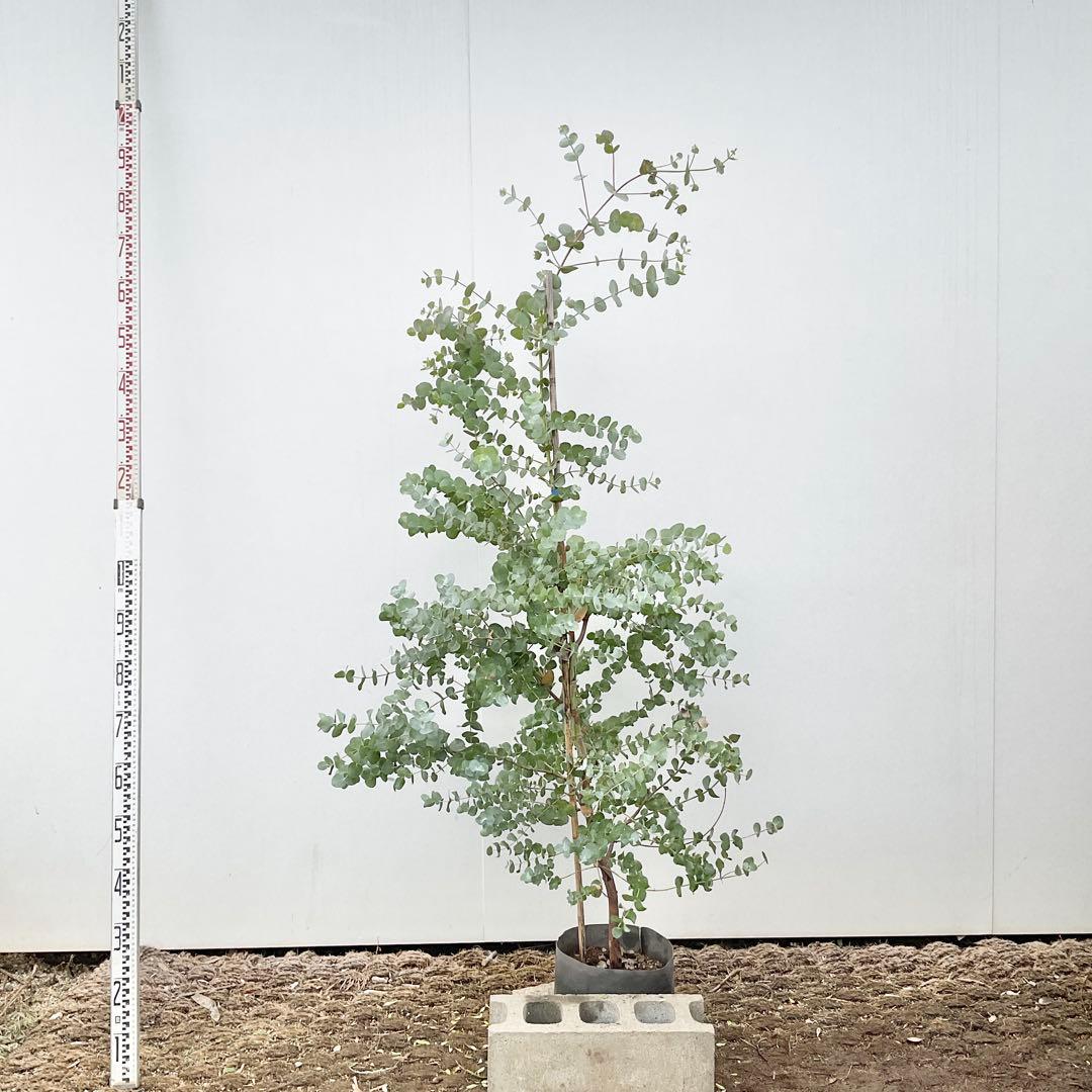 おかこさん専用　ユーカリ　シネレア/ 811