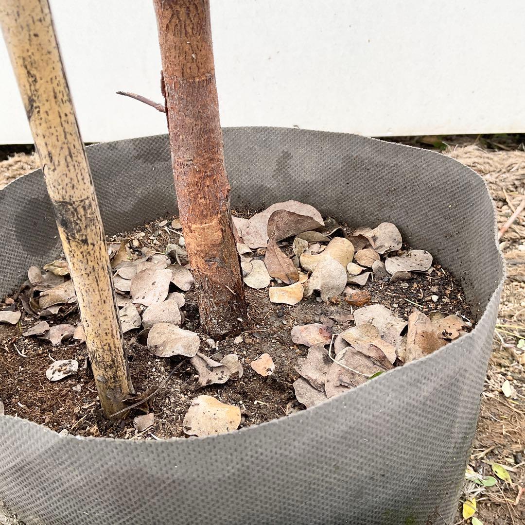 おかこさん専用　ユーカリ　シネレア/ 811