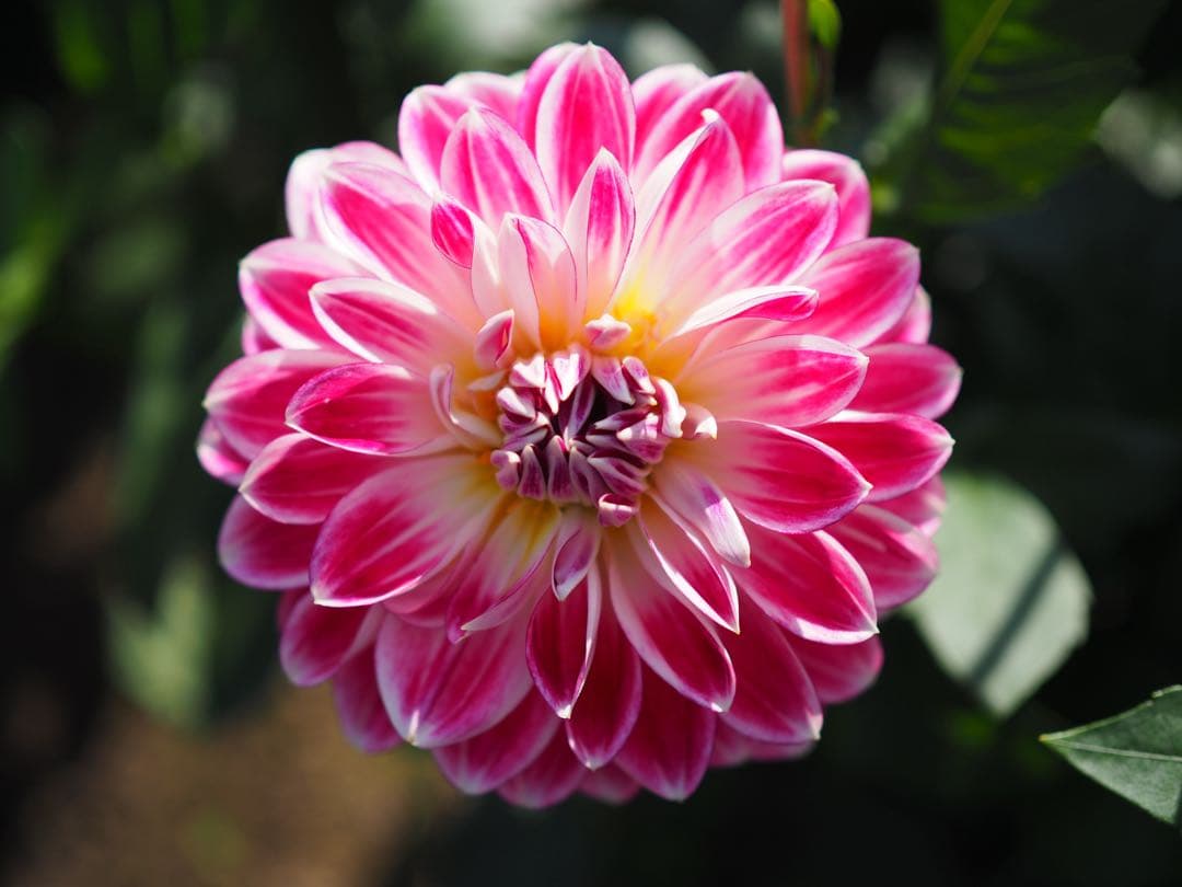 OLYMPUS OM-D EM5 mark llミラーレスカメラ 本体とレンズ付